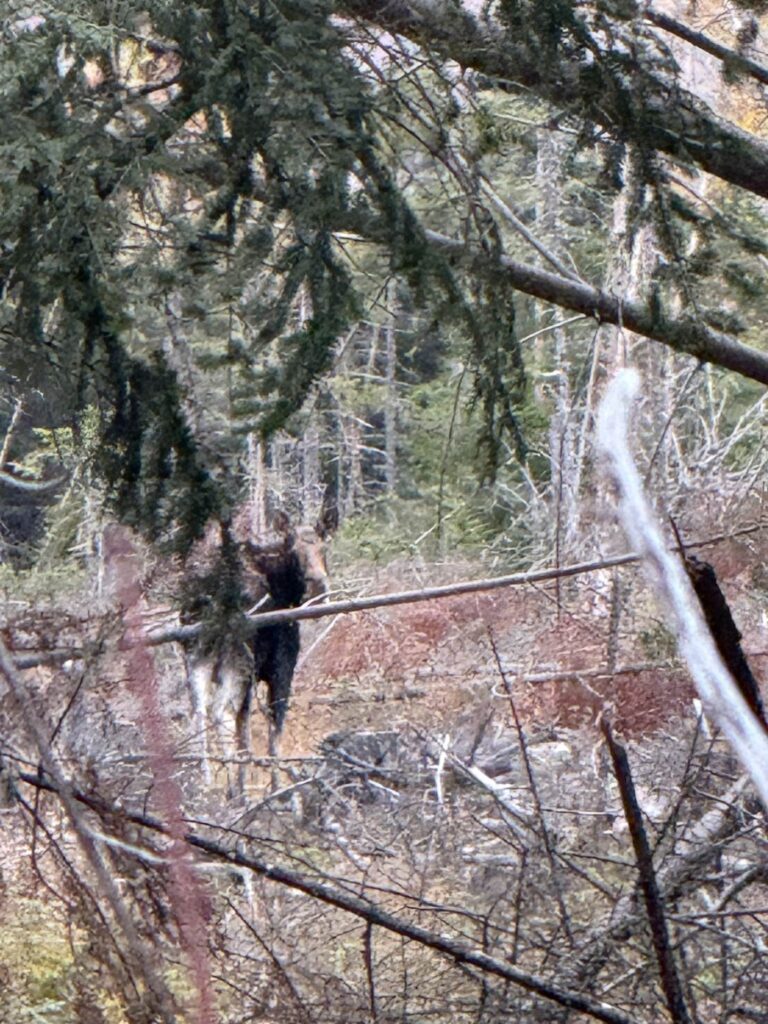 Working thick Maine cover on a guided hunt
