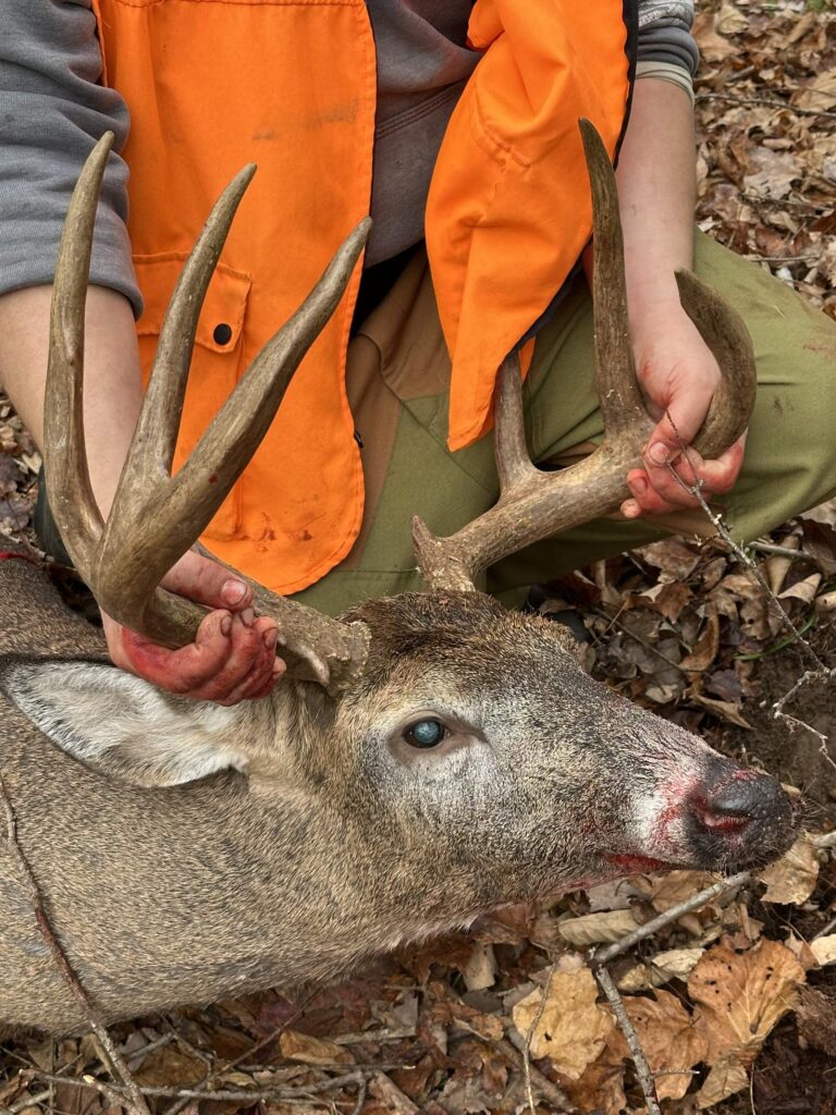 A Maine white-tailed buck taken on a guided November hunt