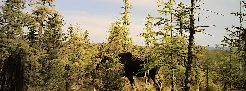 Bull moose in a remote Maine bog on a clear autumn morning