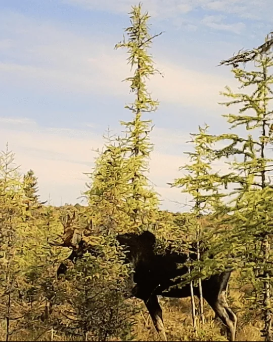 Bull moose with a heavy rack standing in a Maine bog surrounded by tamaracks