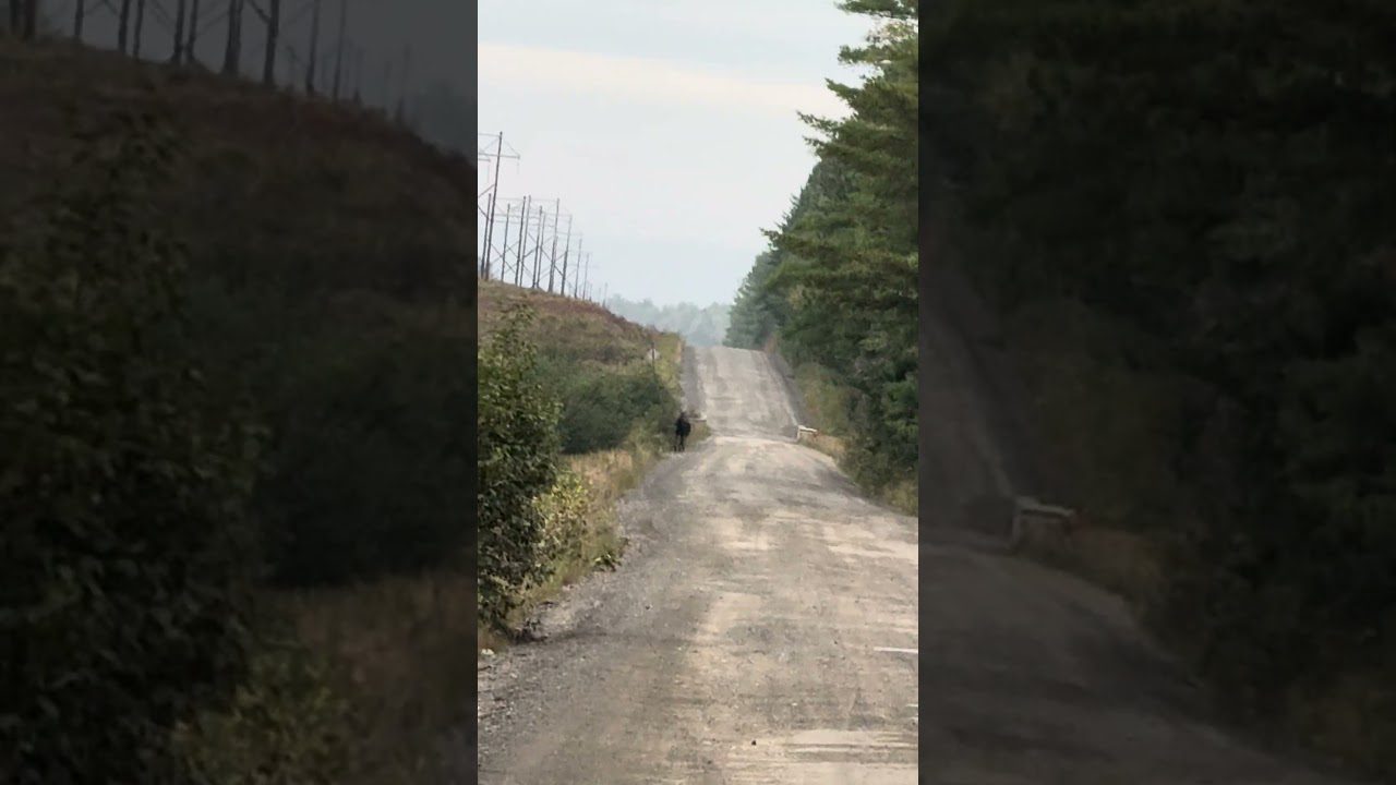 The Unforgettable Thrill of a Maine Bull Moose Encounter