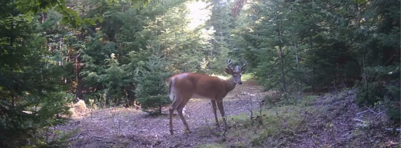 Mature whitetail buck on a wooded trail in the Maine North Woods