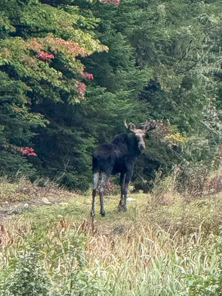 Maine bull moose standing at the edge of a clearing in autumn during scouting