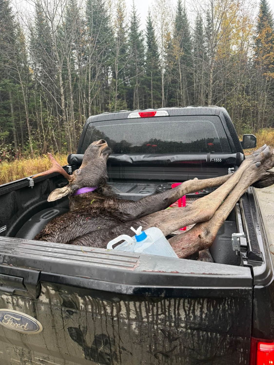 Harvested Maine bull moose loaded into a pickup truck after recovery in the rain