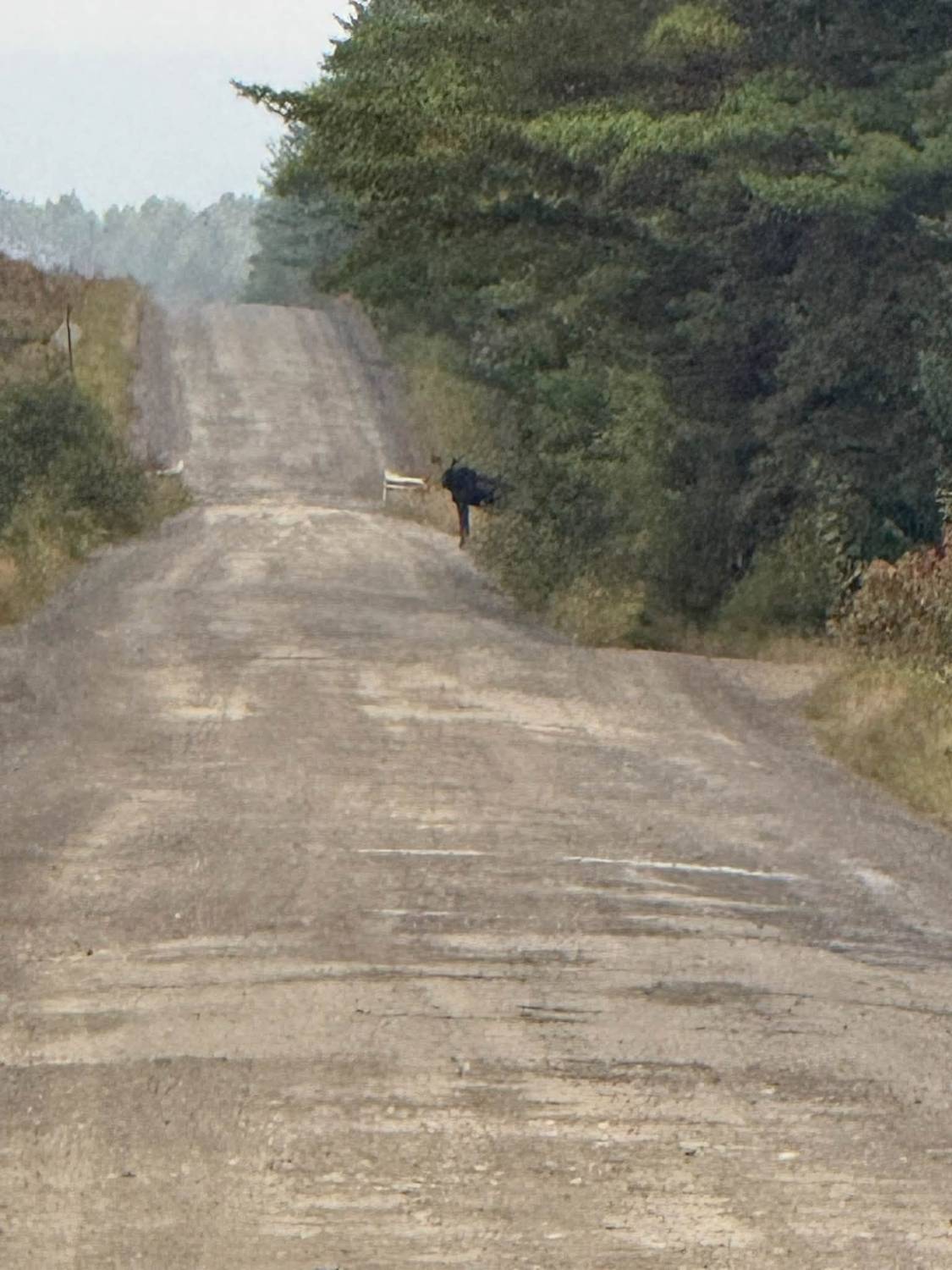 Bull moose crossing a logging road during pre-season scouting in Maine