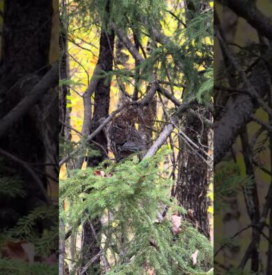 The Unforgettable Thrill of a Maine Grouse Strutting