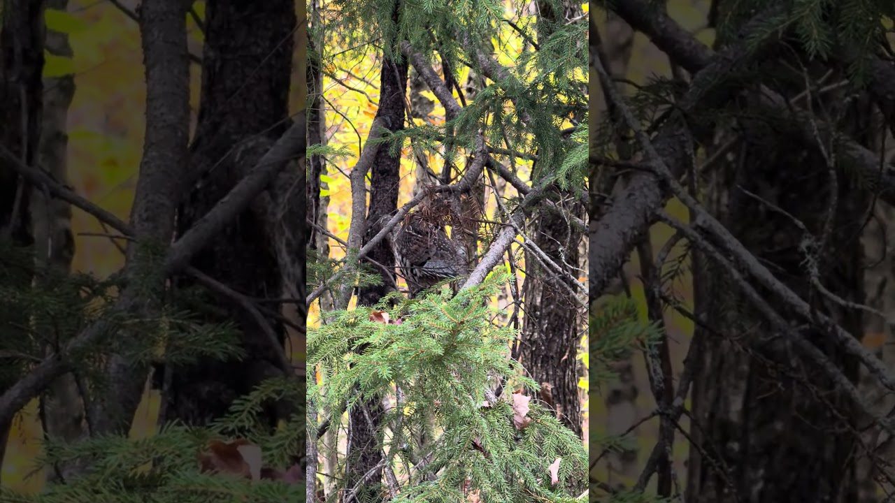 The Unforgettable Thrill of a Maine Grouse Strutting