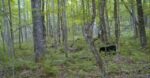 It is great to see a bear out exploring.