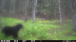 The bear are starting to get more active.