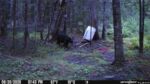 It’s exciting to see the bear have made their way into the site. They look very well fed...
