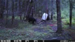 It’s exciting to see the bear have made their way into the site. They look very well fed...