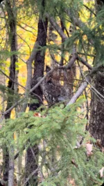 Thibodeau Outdoor Adventures on Instagram